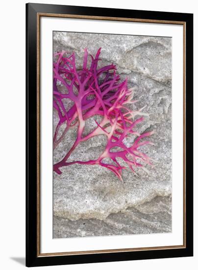 Irish Moss - Float-Alan Copson-Framed Giclee Print