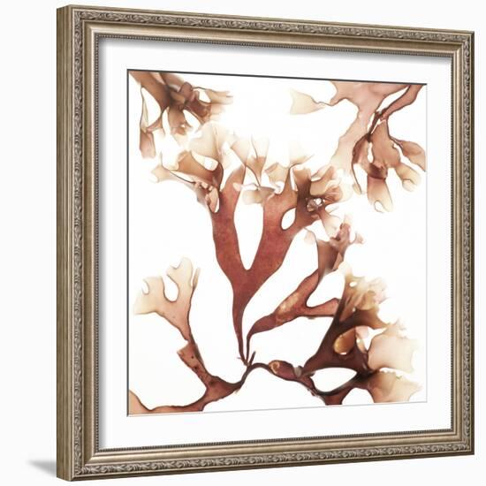 Irish Moss Seaweed-Cristina-Framed Premium Photographic Print