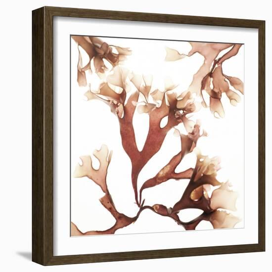 Irish Moss Seaweed-Cristina-Framed Premium Photographic Print