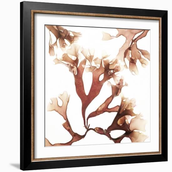 Irish Moss Seaweed-Cristina-Framed Premium Photographic Print