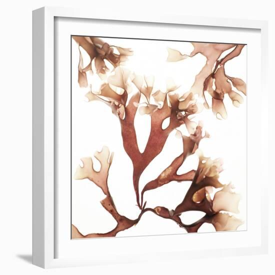 Irish Moss Seaweed-Cristina-Framed Premium Photographic Print