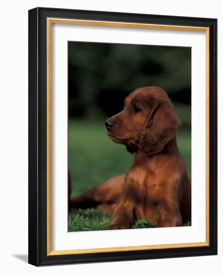 Irish / Red Setter Puppy Lying on Grass-Adriano Bacchella-Framed Photographic Print