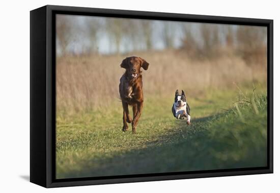 Irish Setter and Boston Terrier Running-null-Framed Premier Image Canvas