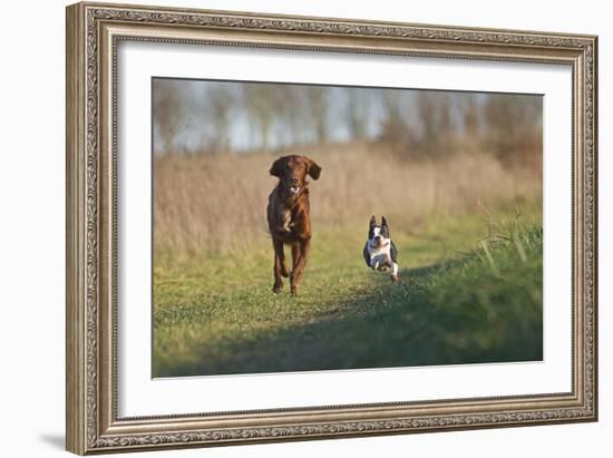 Irish Setter and Boston Terrier Running-null-Framed Photographic Print