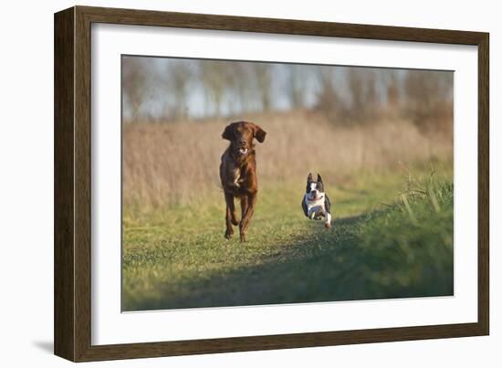 Irish Setter and Boston Terrier Running-null-Framed Photographic Print