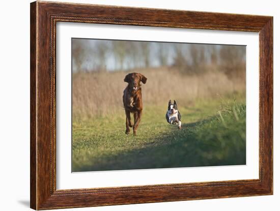 Irish Setter and Boston Terrier Running-null-Framed Photographic Print
