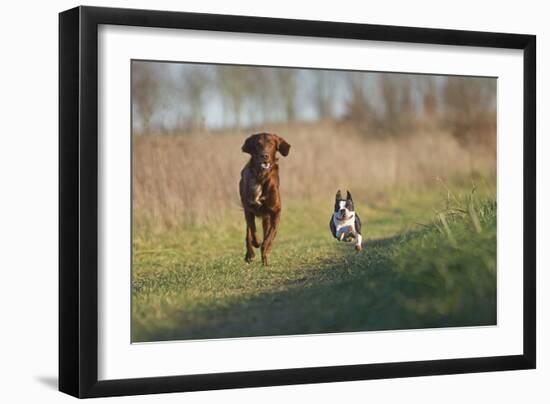 Irish Setter and Boston Terrier Running-null-Framed Photographic Print