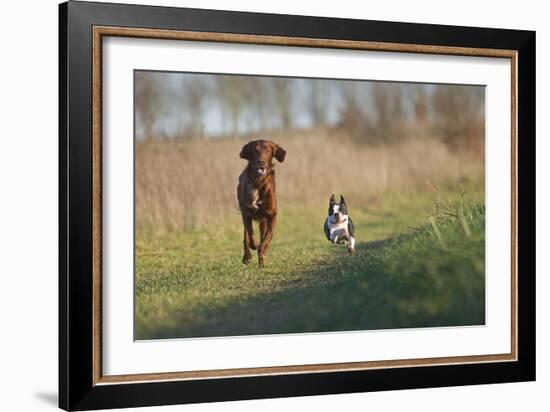 Irish Setter and Boston Terrier Running-null-Framed Photographic Print