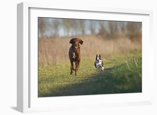 Irish Setter and Boston Terrier Running-null-Framed Photographic Print