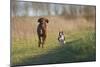 Irish Setter and Boston Terrier Running-null-Mounted Photographic Print