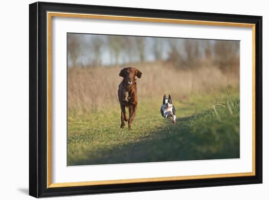 Irish Setter and Boston Terrier Running-null-Framed Photographic Print