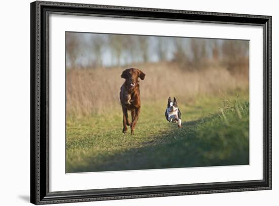 Irish Setter and Boston Terrier Running-null-Framed Photographic Print