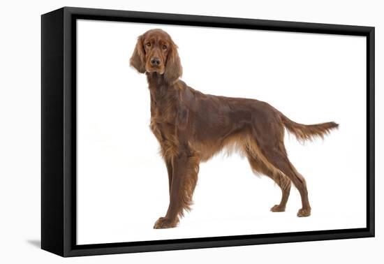 Irish Setter in Studio-null-Framed Premier Image Canvas