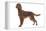 Irish Setter in Studio-null-Framed Premier Image Canvas