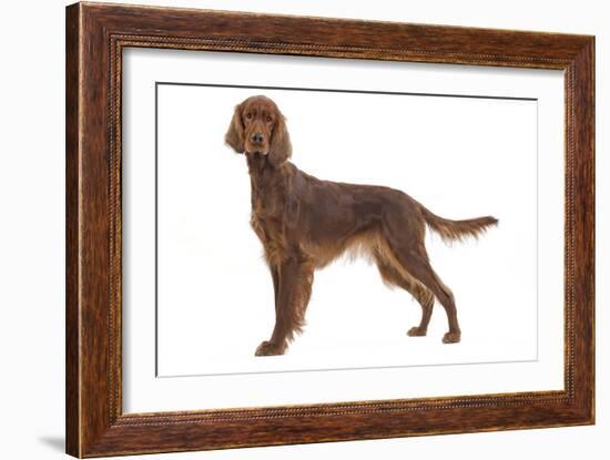 Irish Setter in Studio-null-Framed Photographic Print