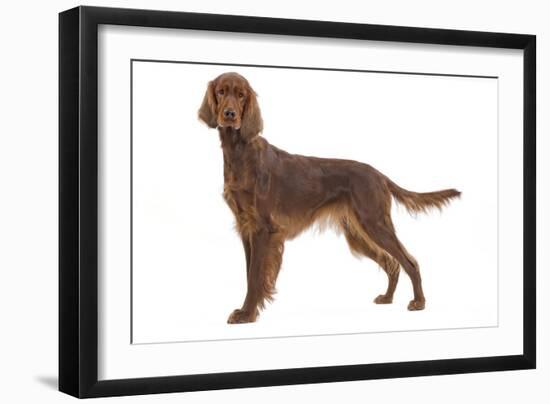 Irish Setter in Studio-null-Framed Photographic Print