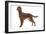 Irish Setter in Studio-null-Framed Photographic Print