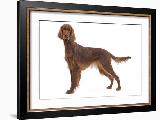 Irish Setter in Studio-null-Framed Photographic Print