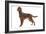 Irish Setter in Studio-null-Framed Photographic Print