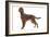 Irish Setter in Studio-null-Framed Photographic Print