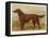 Irish Setter on the Moors-null-Framed Stretched Canvas