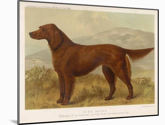 Irish Setter on the Moors-null-Mounted Art Print