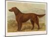 Irish Setter on the Moors-null-Mounted Art Print