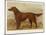 Irish Setter on the Moors-null-Mounted Art Print