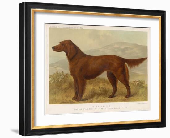 Irish Setter on the Moors-null-Framed Art Print