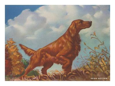 irish setter pointing