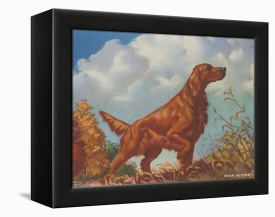 Irish Setter Pointing-null-Framed Stretched Canvas