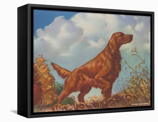 Irish Setter Pointing-null-Framed Stretched Canvas