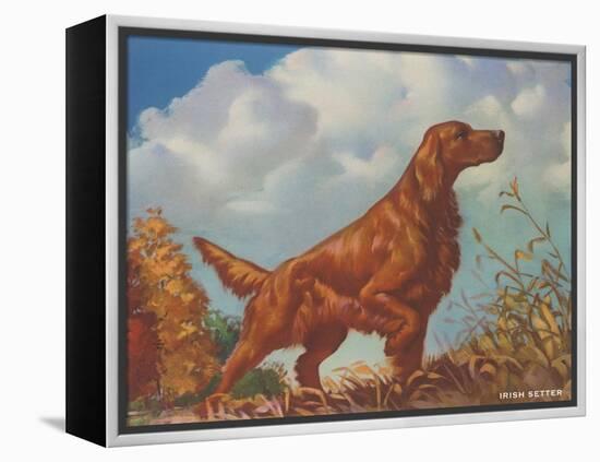 Irish Setter Pointing-null-Framed Stretched Canvas