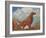 Irish Setter Pointing-null-Framed Art Print