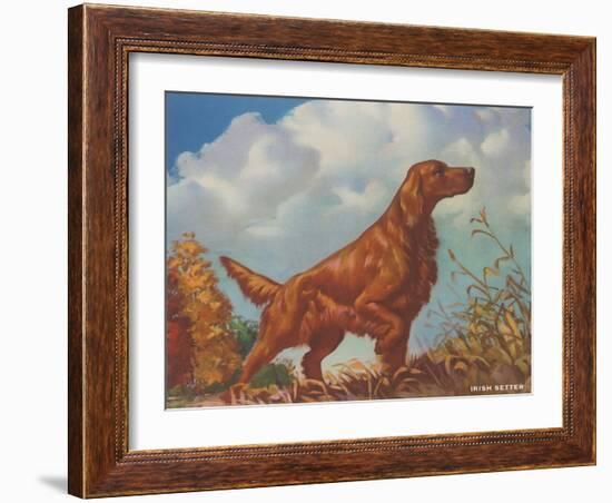 Irish Setter Pointing-null-Framed Art Print