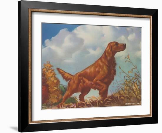 Irish Setter Pointing-null-Framed Art Print