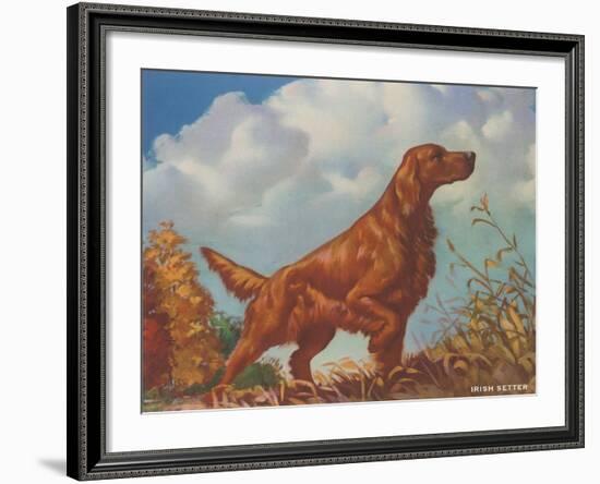 Irish Setter Pointing-null-Framed Art Print