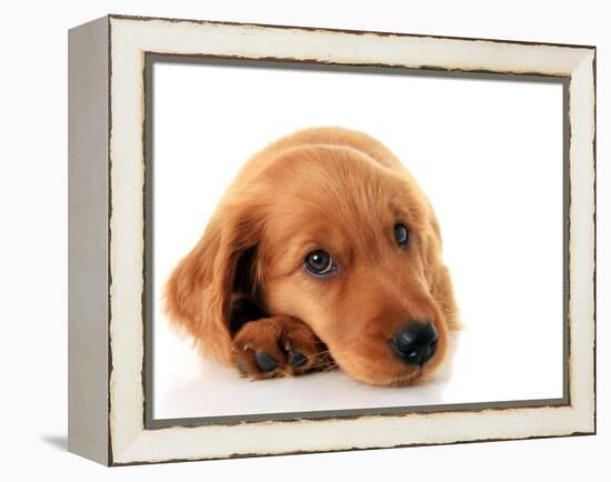 Irish Setter Puppy Isolated on White.-Hannamariah-Framed Premier Image Canvas