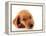 Irish Setter Puppy Isolated on White.-Hannamariah-Framed Premier Image Canvas