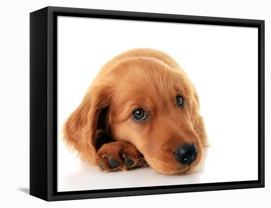 Irish Setter Puppy Isolated on White.-Hannamariah-Framed Premier Image Canvas