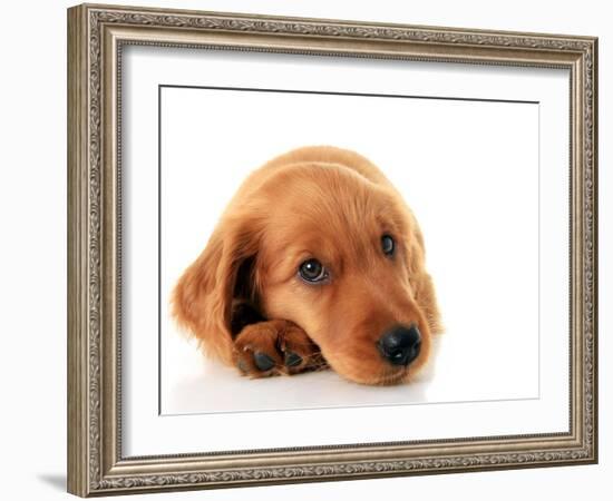 Irish Setter Puppy Isolated on White.-Hannamariah-Framed Photographic Print