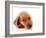 Irish Setter Puppy Isolated on White.-Hannamariah-Framed Photographic Print