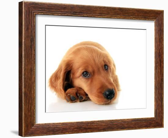 Irish Setter Puppy Isolated on White.-Hannamariah-Framed Photographic Print