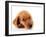 Irish Setter Puppy Isolated on White.-Hannamariah-Framed Photographic Print