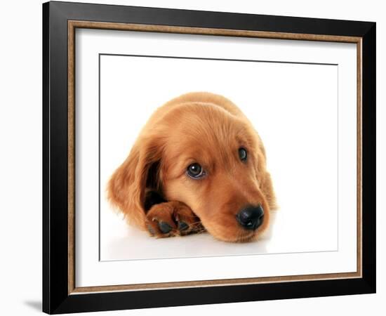 Irish Setter Puppy Isolated on White.-Hannamariah-Framed Photographic Print