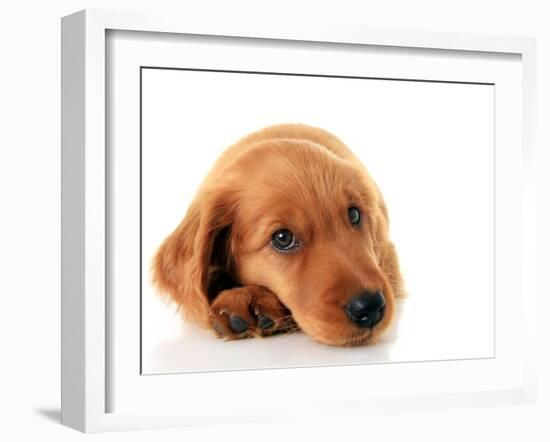 Irish Setter Puppy Isolated on White.-Hannamariah-Framed Photographic Print