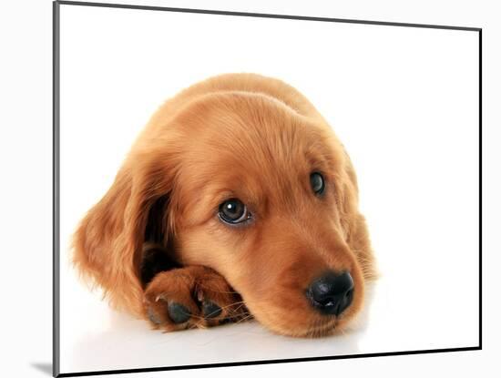 Irish Setter Puppy Isolated on White.-Hannamariah-Mounted Photographic Print