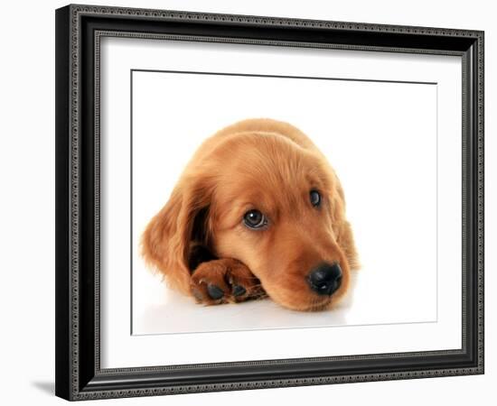 Irish Setter Puppy Isolated on White.-Hannamariah-Framed Photographic Print