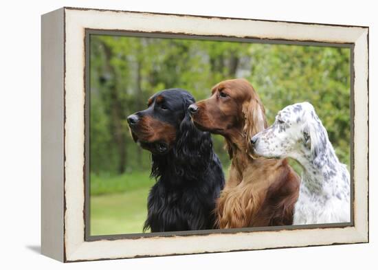 Irish Setter Sitting Between Gordon Setter-null-Framed Premier Image Canvas