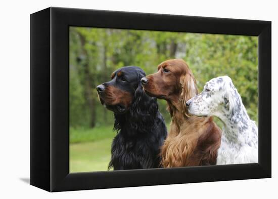 Irish Setter Sitting Between Gordon Setter-null-Framed Premier Image Canvas